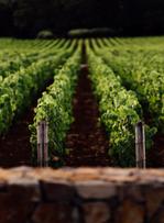 Chanel renforce sa présence dans le domaine du vin