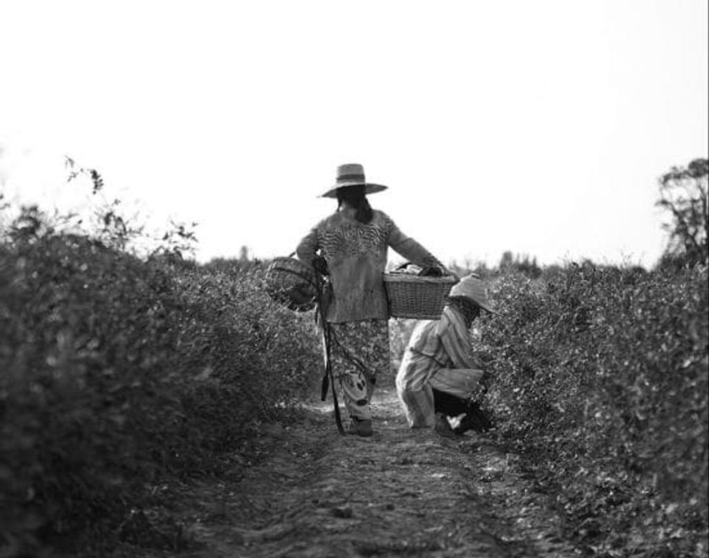 fleur parfum france